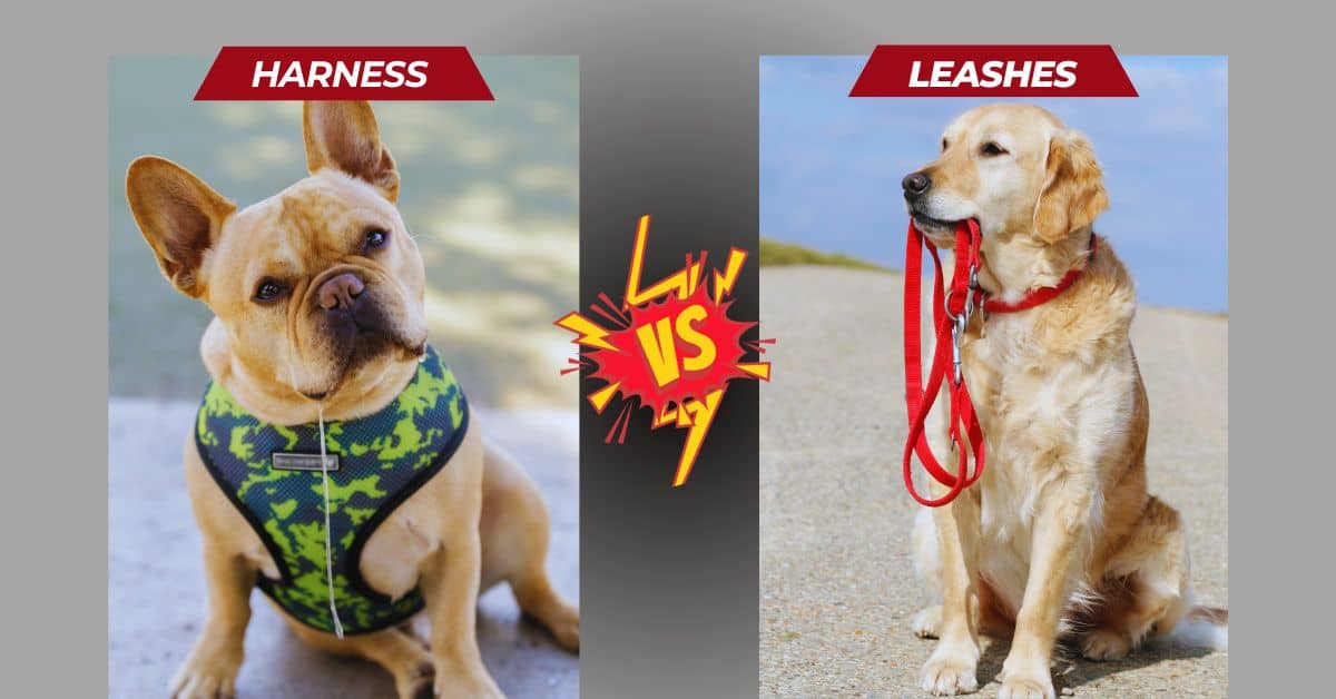 Why Harnesses Are Better Than Leashes? (2024)