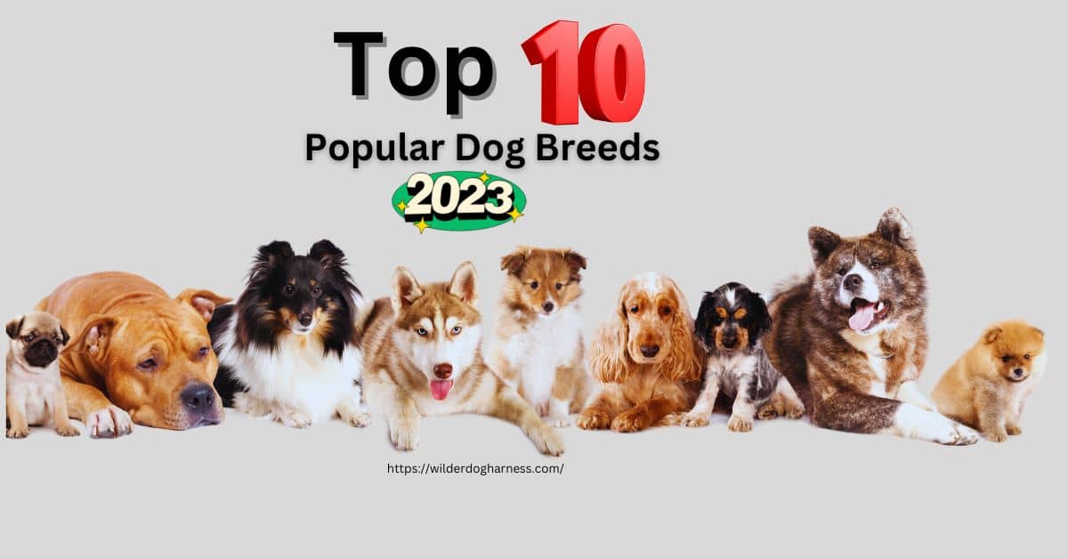 Top 10 Most Popular Dog Breeds 2023 