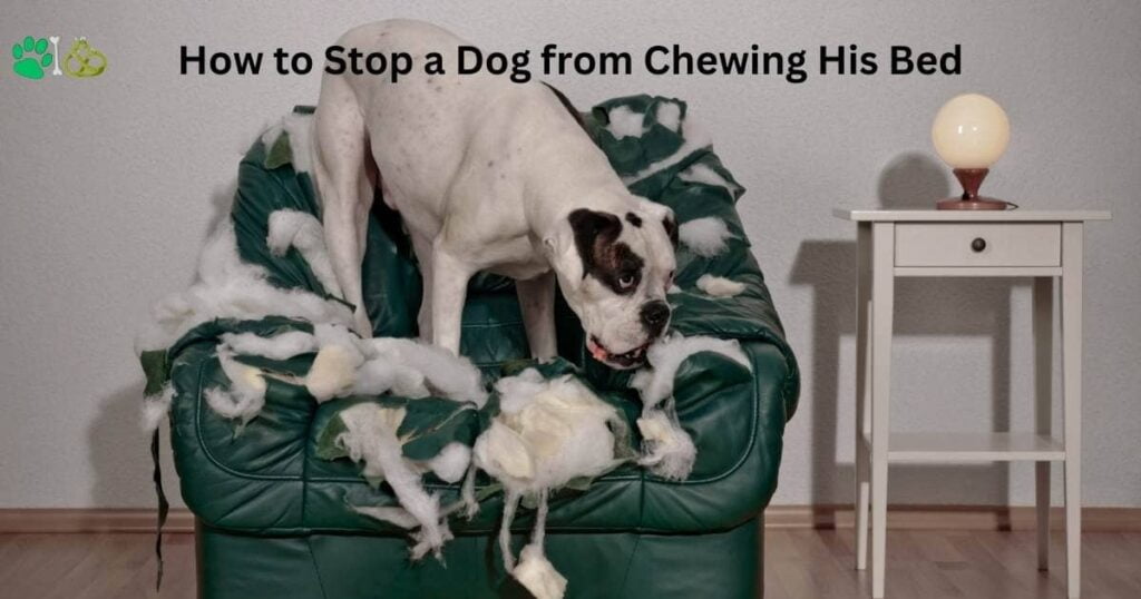 Best Guide on How to Stop a Dog from Chewing His Bed 2024