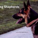 lpc king shepherds