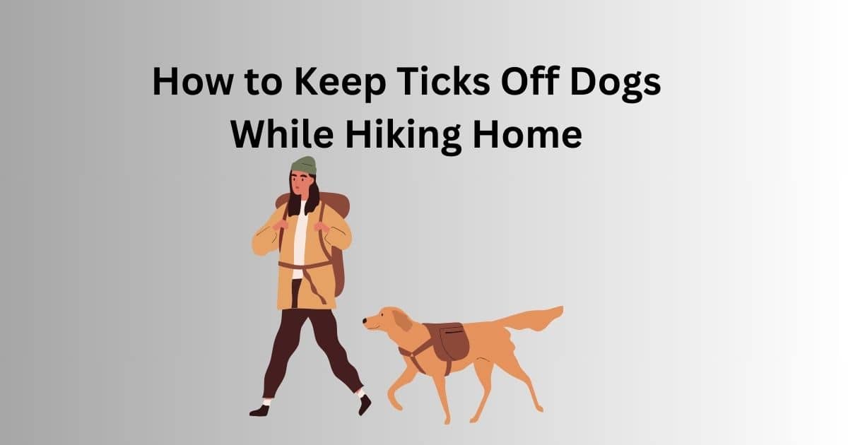How to keep ticks off dogs while hiking home