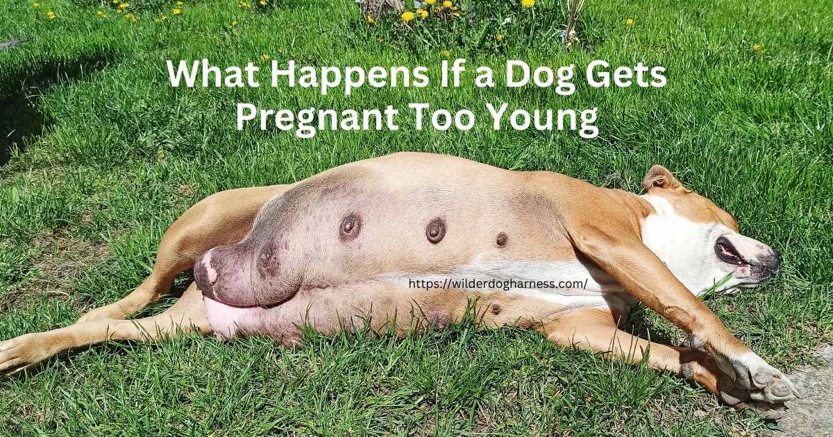 What Happens If a Dog Gets Pregnant Too Young? Best Guide 2024