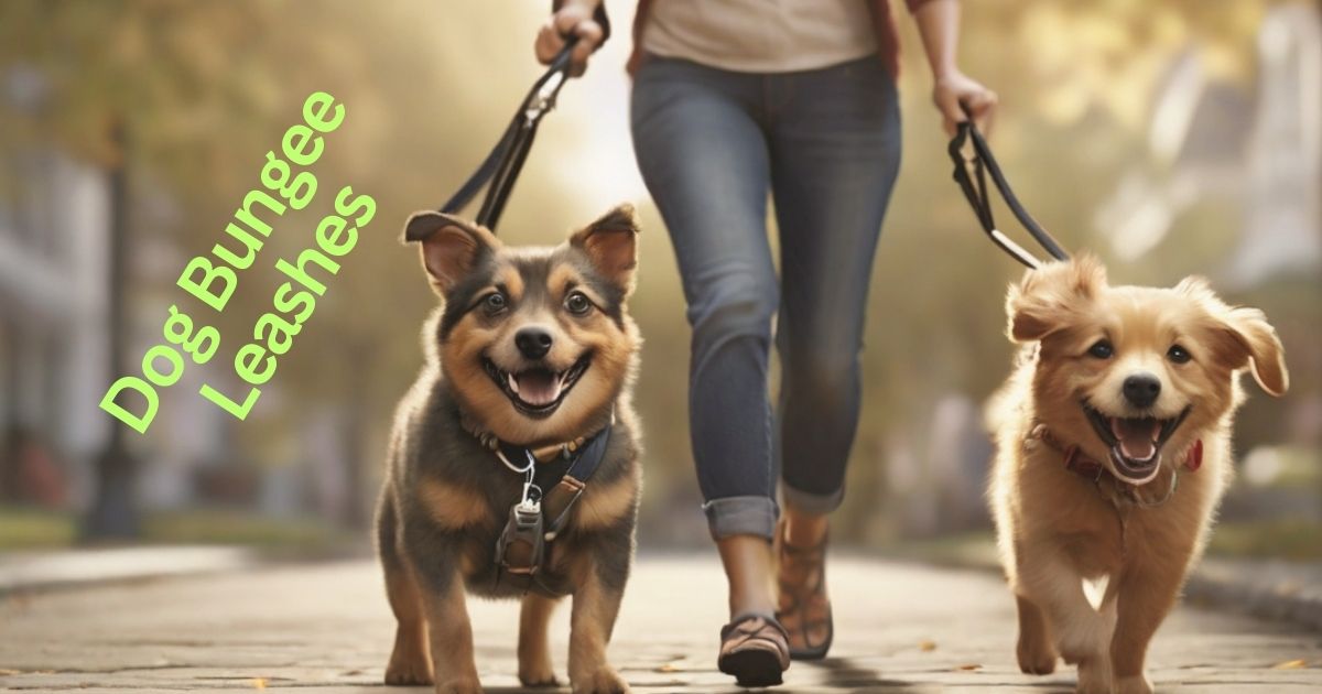 Why Do Dogs Need Bungee Leashes? Understanding the Stretch in Your Walks