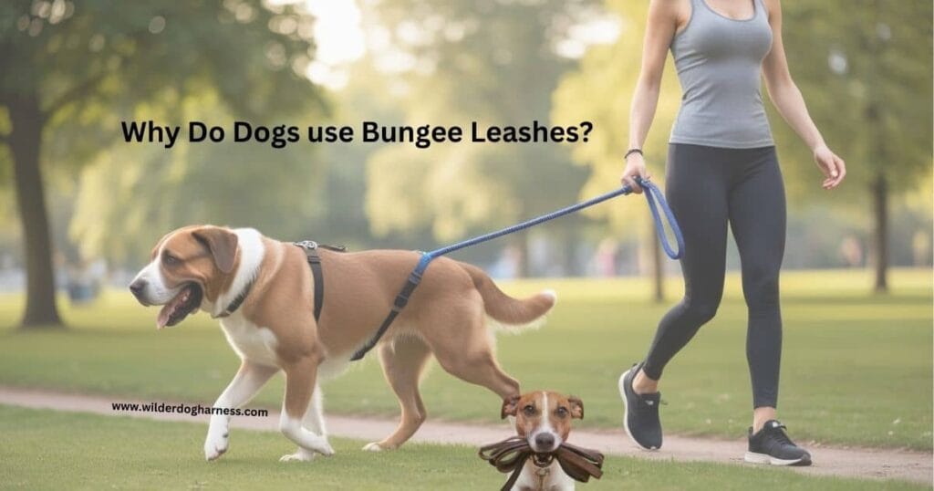 Why do dogs use bungee leashes?